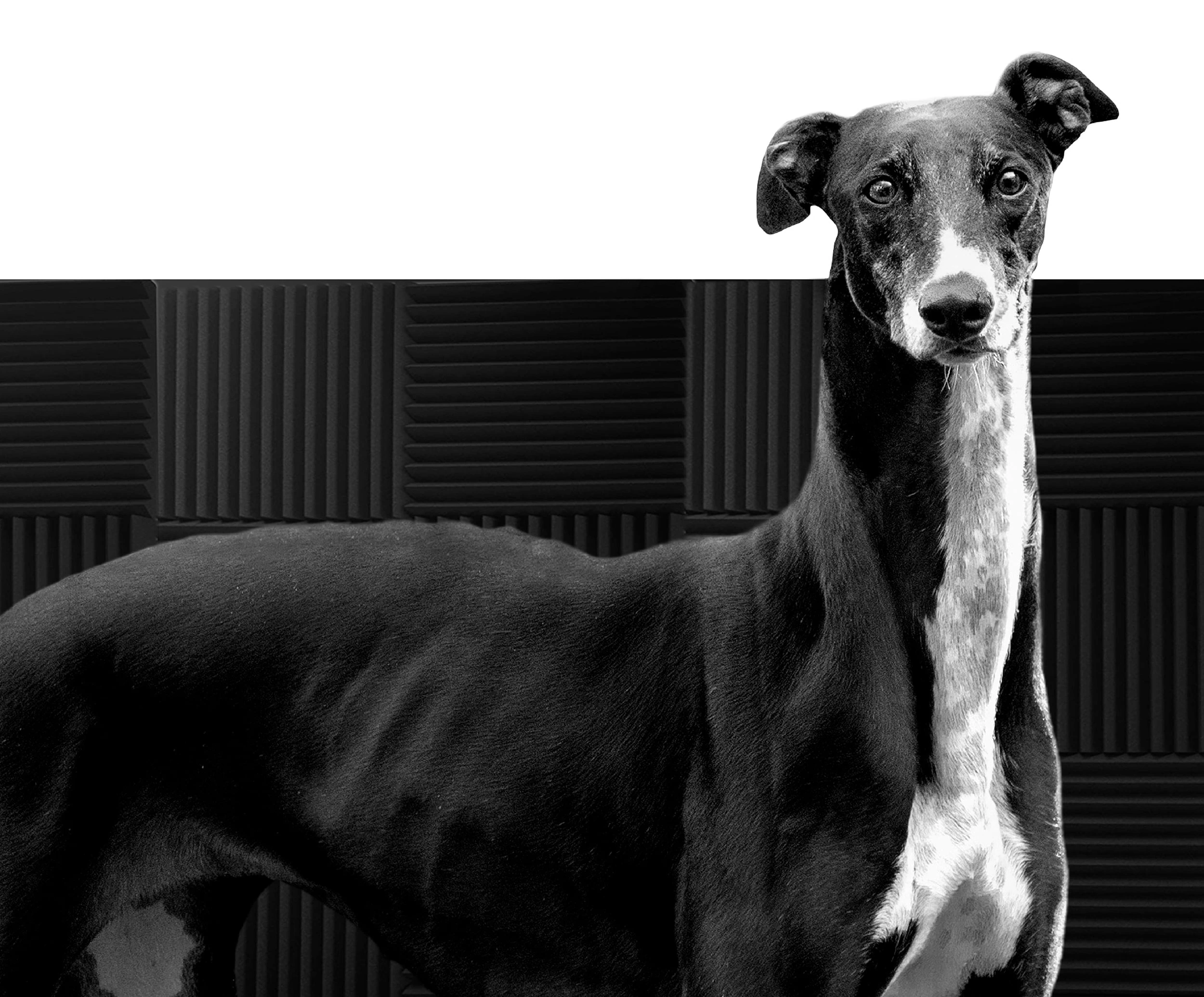 greyhound-min
